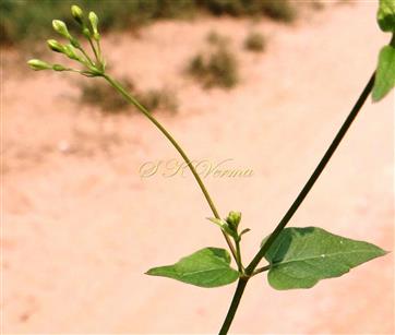  Flowering Shoot